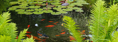 Gartenteich-Keimfreies-Wasser_1_