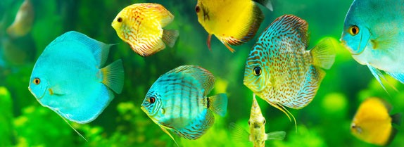 Reinstwasser-fuer-Aquarium_1_