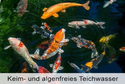 Keim- und algenfreies Wasser für Zierteiche und die professionelle Fischzucht