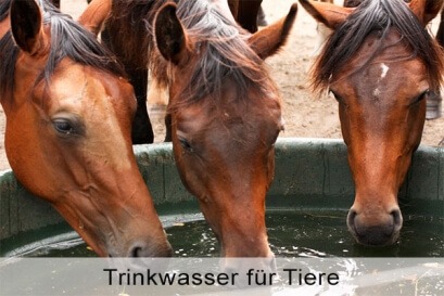 Trinkwasser für Tiere aus keimfreiem und unbelasteten Brunnenwasser in der Landwirtschaft